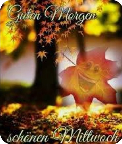 GnterG7's tweet photo. @ElkeScheibe7 Guten Morgen Elke schönen Wochenteiler ☕️🥐🇦🇹💙🇦🇹🍀🍂🌻🌞Austria First 🎶🙋‍♂️💙💙💙💙💙💙💙💙💙💙💙💙💙💙 https://t.co/ZR3mSTpiL1