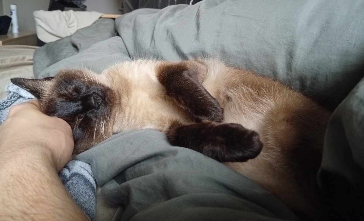 BigUghhhhhhhh's tweet photo. @ksononair cat A bothering me next to my face or on my arm until hes too warm then he fucks off.
cat B usually a loaf on my blanket near my knees or under the blanket if i make her a tent https://t.co/Q5H7aIfA0V