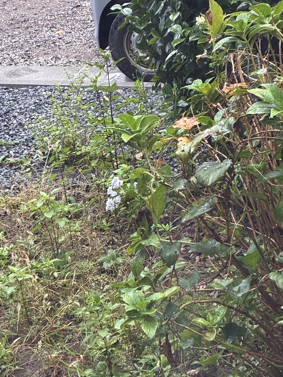 doktorlicagari's tweet photo. 誰かも言っていたけど今年は久しぶりに「秋」があって嬉しいね
薄手の長袖が着れるもん
じいちゃんちの庭はなぜか紫陽花が咲いてるよ（向かいの敷地の工事の方々が気にするかもしれないと思ってコソコソ撮ったから分かりづらいかも…） https://t.co/qYqfcp6PdX