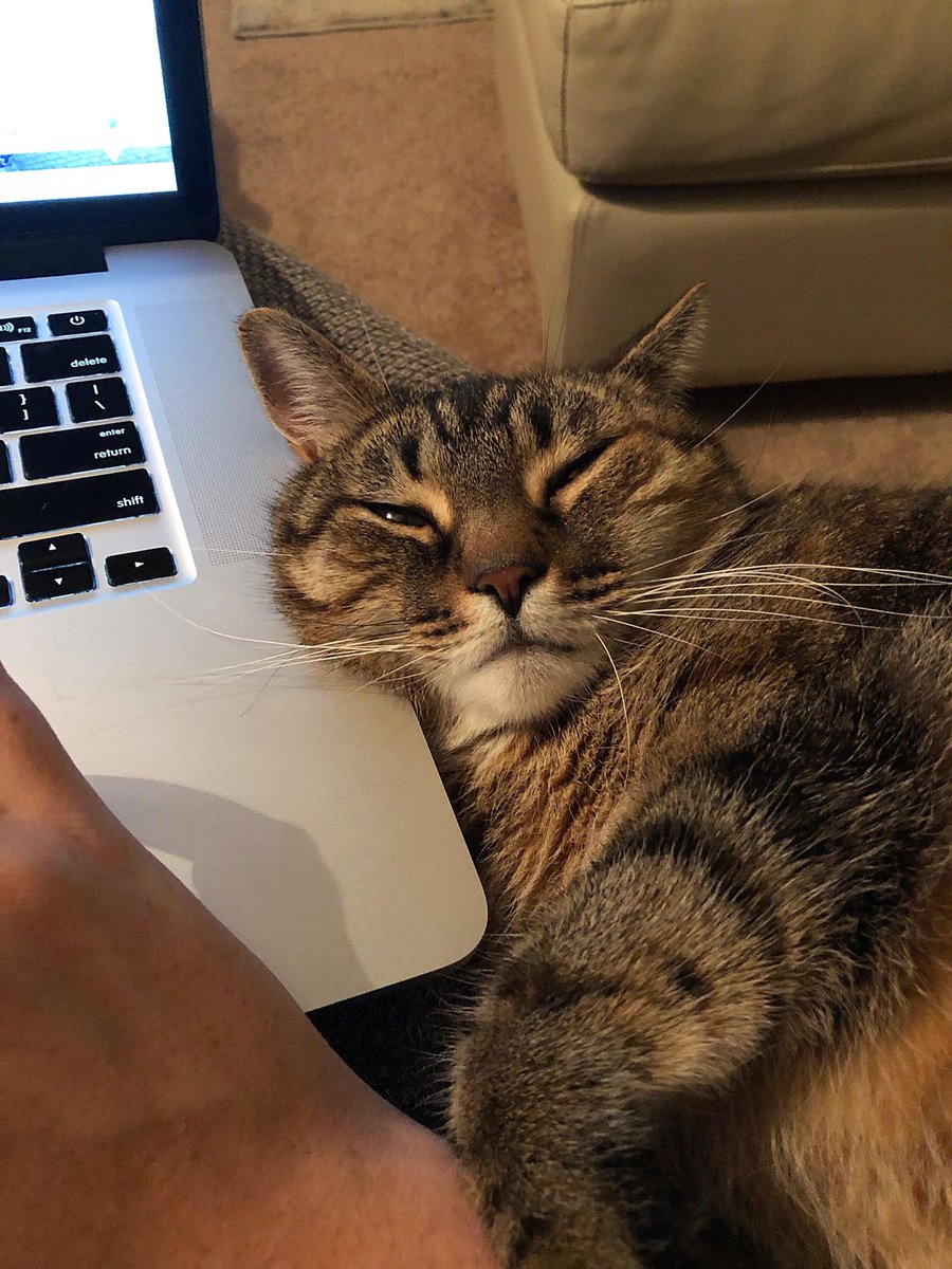 imrenellecapote's tweet photo. how can something be this cute 😭🤍 https://t.co/OaMSVvNaDF