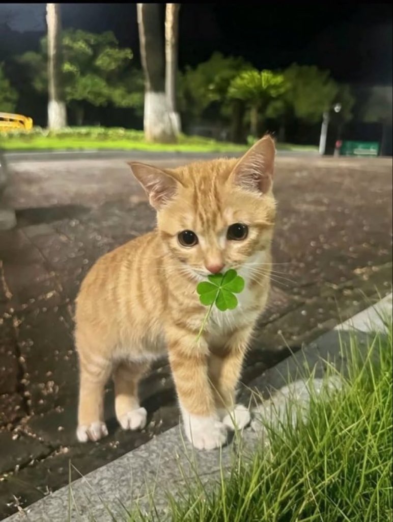lunecrumbss's tweet photo. To bring you luck 🍀 https://t.co/XTx1mO5yFv