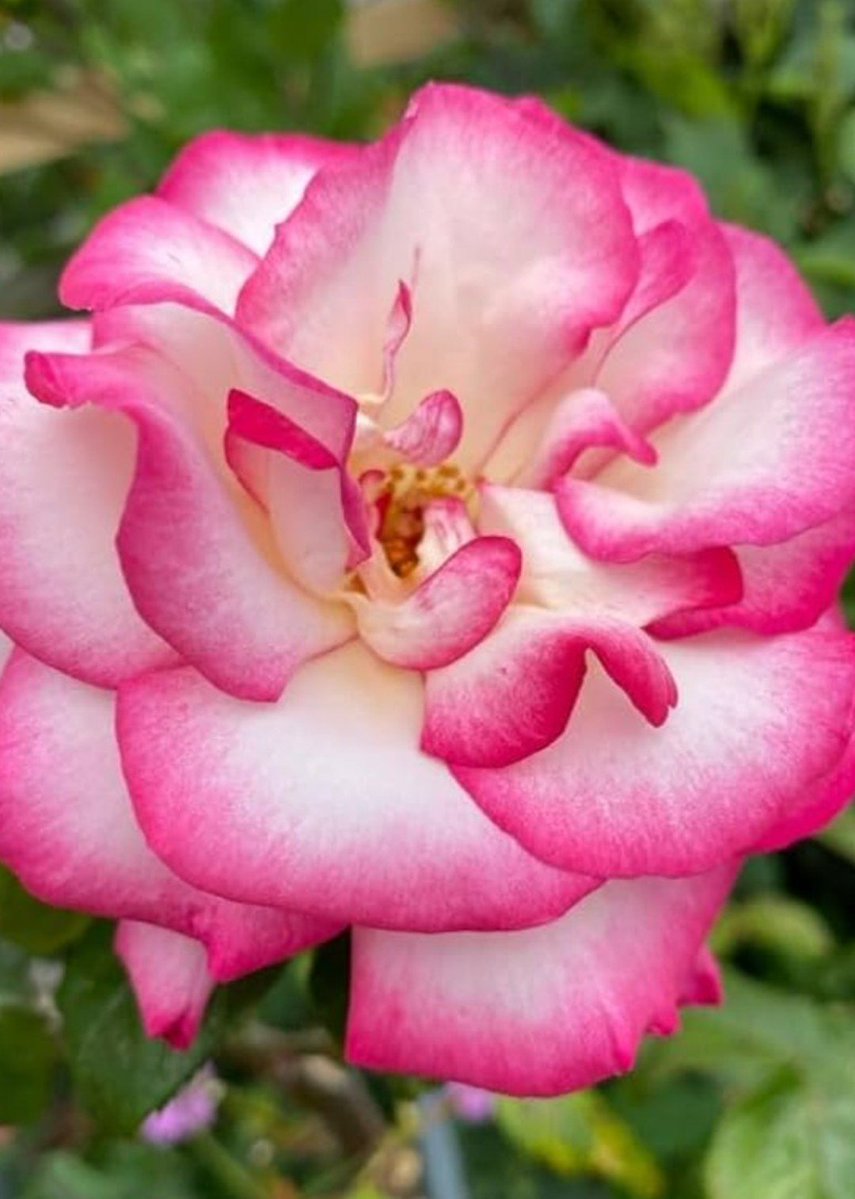 TessQuadra's tweet photo. #RoseWednesday
Fighting the flu today but finding some comfort in the climbing rose. It may look fragile but it's vines have strong anchor through storms. Reminding myself that healing takes time &amp; even the most weathered branches bloom again 🌹❇️ https://t.co/myb80zuTuB