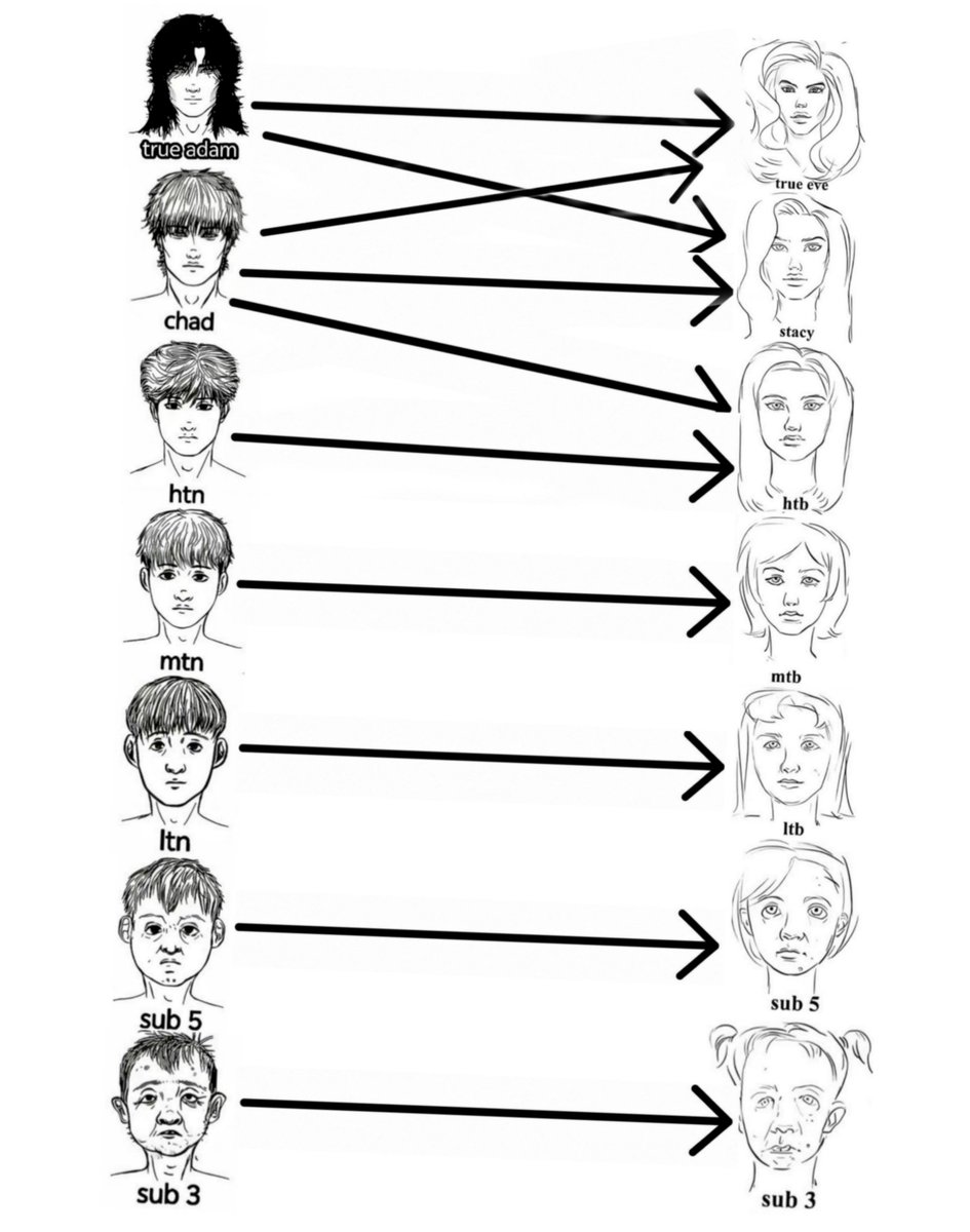 zrocul's tweet photo. This should be the proper hypergamy chart true adam and chad's genes are too precious for anyone below htb foids https://t.co/DCGic7omNn