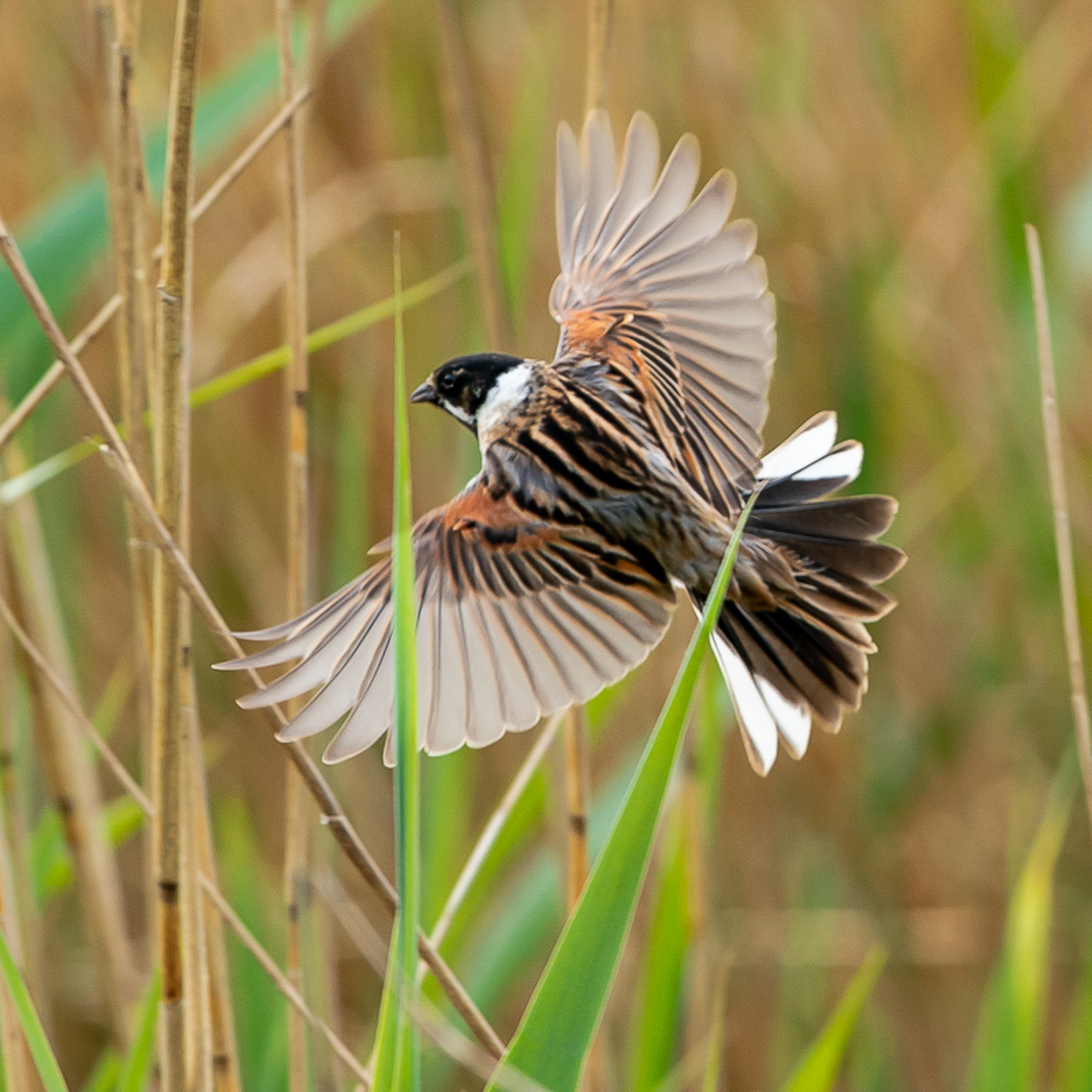 HACPIX's tweet photo. Male Reed Bunting #Stanpit #Dorset  Faithful residents which brighten up the reed beds in dull days @chog_nature @photobnk @birdingforall @SightingDOR https://t.co/cxESb7Xawb