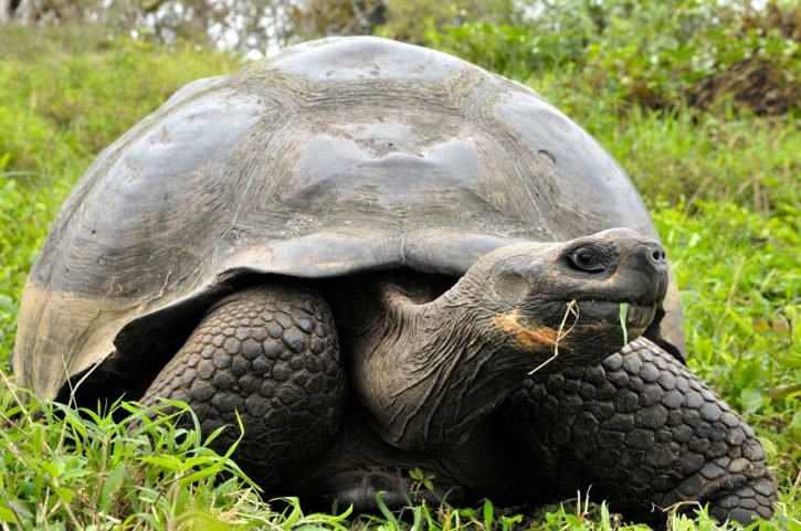 Tortoise_twts's tweet photo. Good morning, tortoise is currently plotting https://t.co/i6irjpSFO1