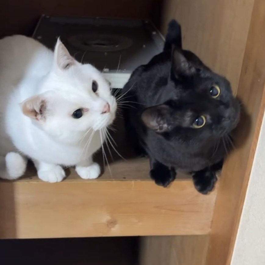 OrcJu's tweet photo. 有り得ないくらい可愛い双子猫見て👀 https://t.co/QqyGTAyn3y