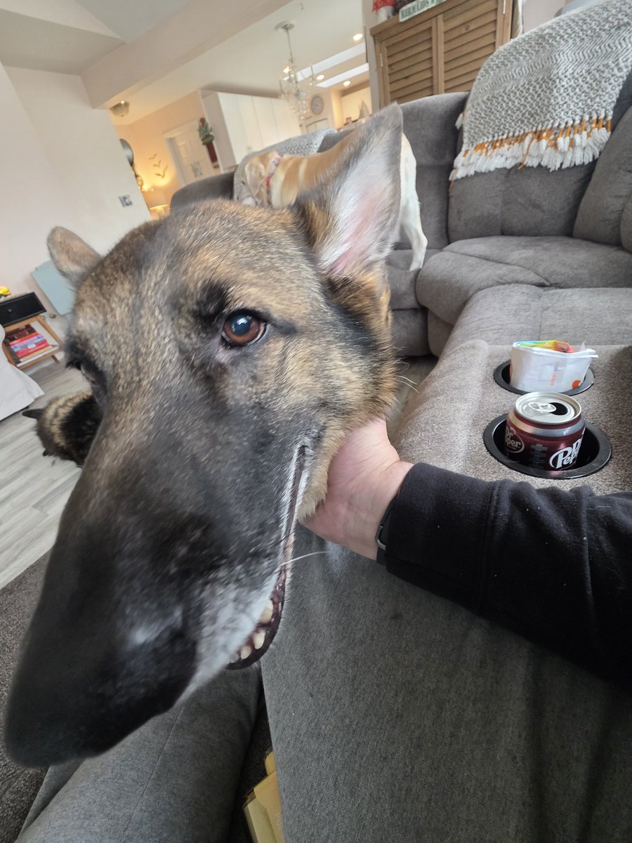 GhostBoiiMusic's tweet photo. @senshi_real Dog https://t.co/tFreAAKCnq