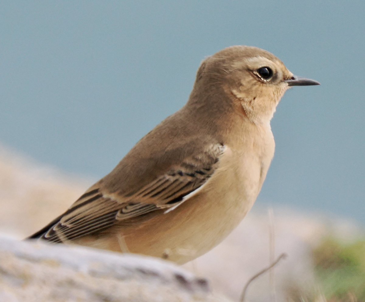 TimTim292's tweet photo. Gannets and Wheatear Berry Head Brixham Devon @BerryHeadRanger @BirdGuides @BirdTrack @wildlife_devon @WildlifeMag @seawatch_intl #gannet #wheatear https://t.co/1p0keMpwX3