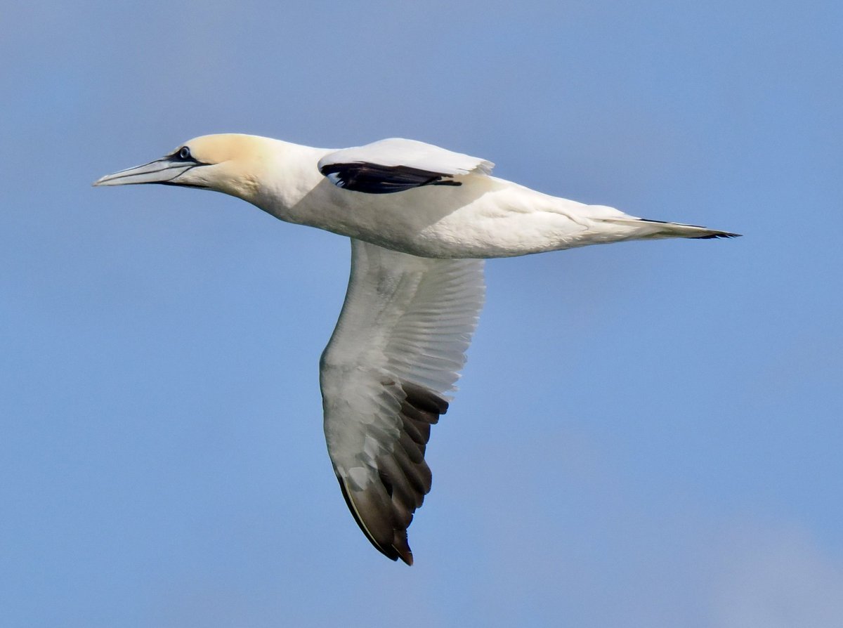 TimTim292's tweet photo. Gannets and Wheatear Berry Head Brixham Devon @BerryHeadRanger @BirdGuides @BirdTrack @wildlife_devon @WildlifeMag @seawatch_intl #gannet #wheatear https://t.co/1p0keMpwX3