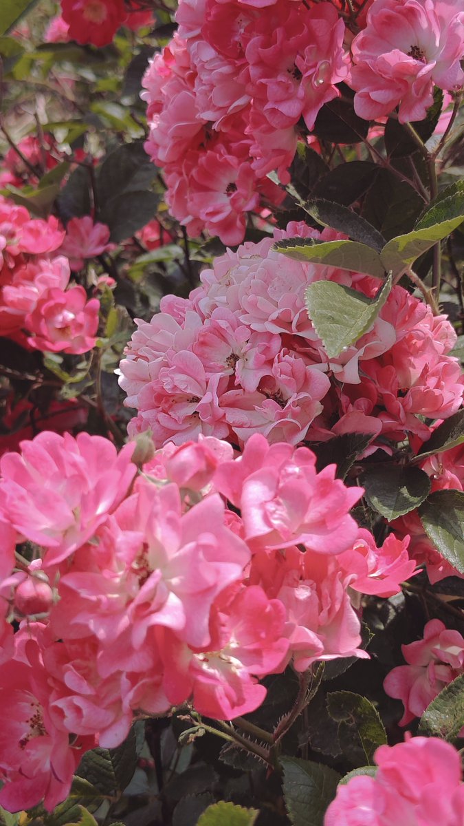 limuxilp's tweet photo. 给花花拍照📸 https://t.co/EPJn35p5fh
