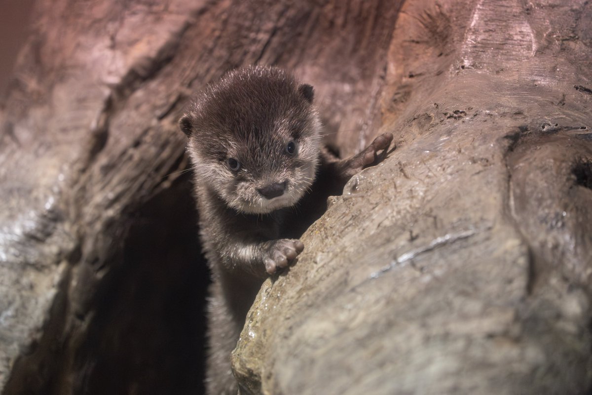 ottergaotter's tweet photo. 宮島のふわふわおちび達その①
＃コツメカワウソ #otter #宮島水族館 https://t.co/q4ArJOfsFy