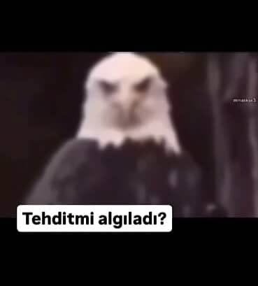 Espritgmz's tweet photo. @dwt5s Bir anda kamerada onları görürsek https://t.co/DX9PHxk7lj
