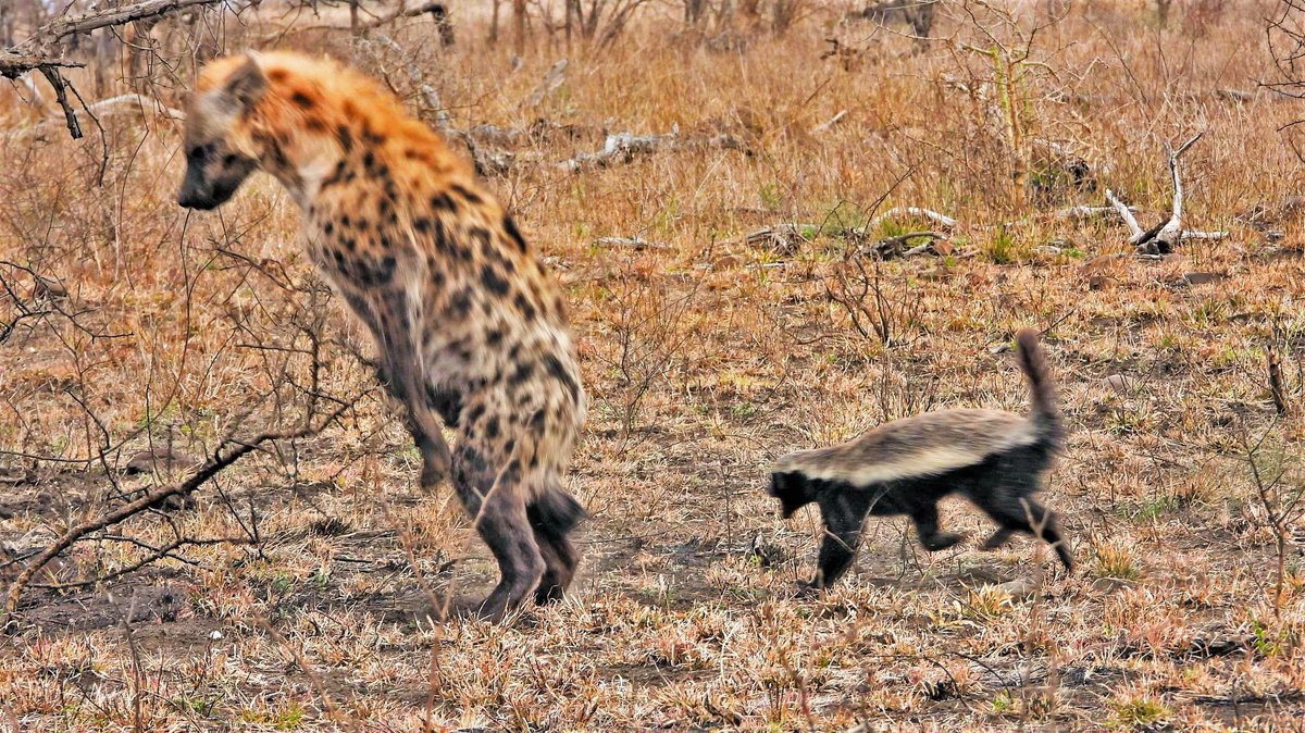 marcoyeen's tweet photo. Good morning Hyenas can jump https://t.co/IHSbYFCoFx
