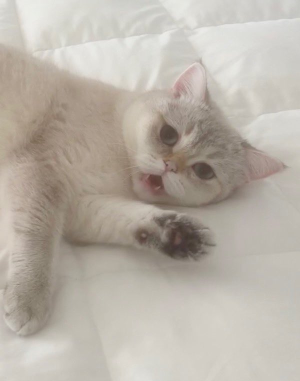 itssugz's tweet photo. show teefs for mama https://t.co/YGZXqcZxDo