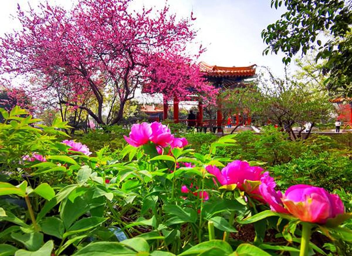 eunmi21121's tweet photo. Gorgeous scenery at Ganpo Garden—delicate radix paeoniae rubra bloom under the tall Chinese toon tree, so peaceful! https://t.co/DZFVmXbfX2