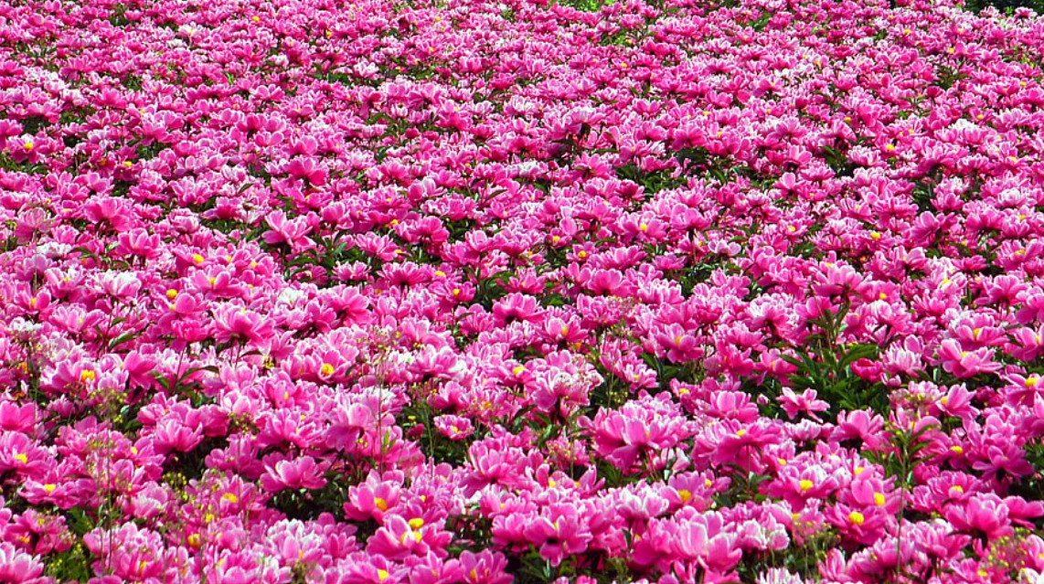 WillowBevenu's tweet photo. 芍も霸気に咲く風景が、今日の胸に染みてるんだ。 https://t.co/jrBzEKRLHh