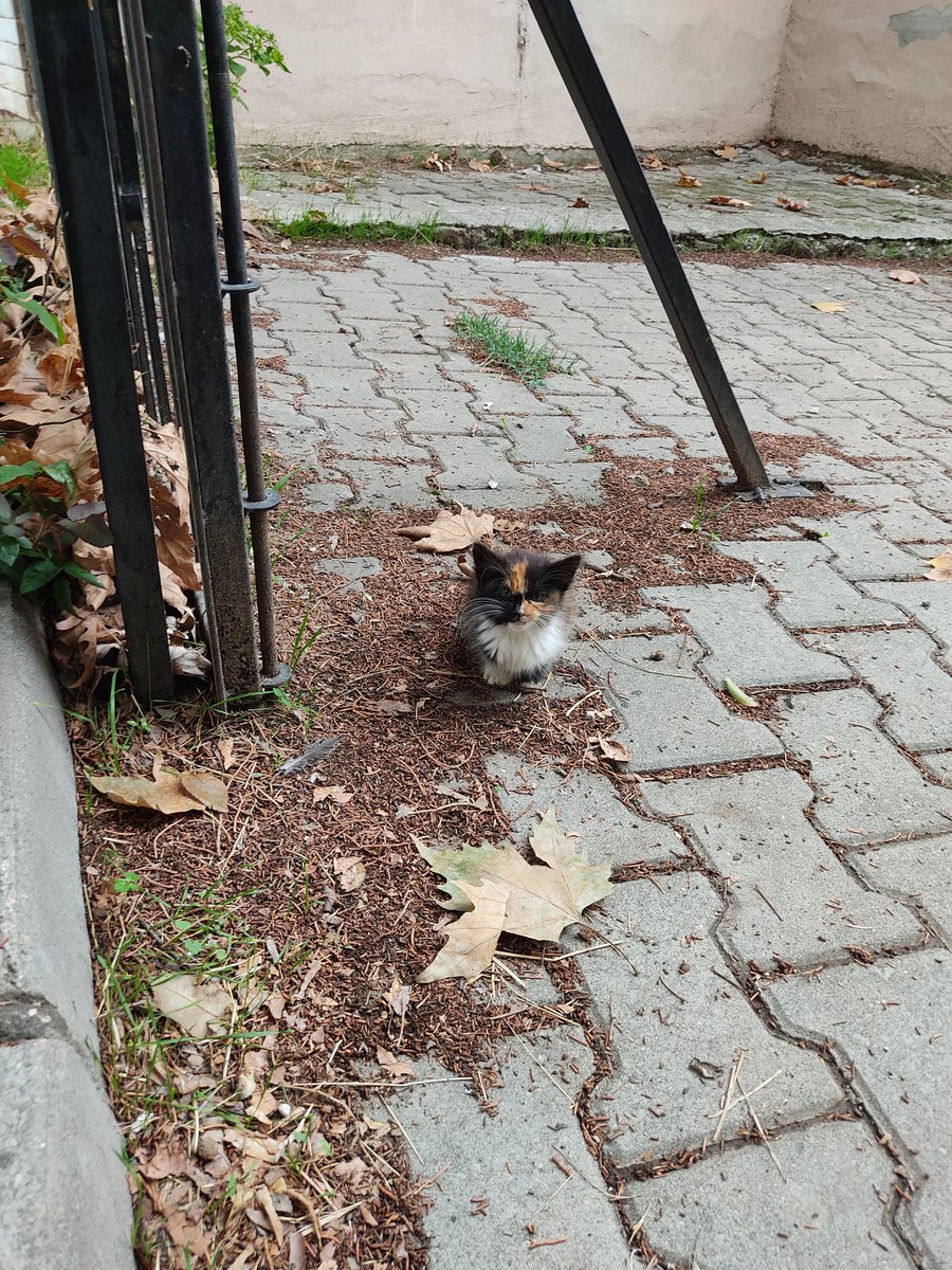 visnely777's tweet photo. cildiriyorum minik bok onu gorunce sokagi inlettim😭😭 https://t.co/R2nthfaQNb