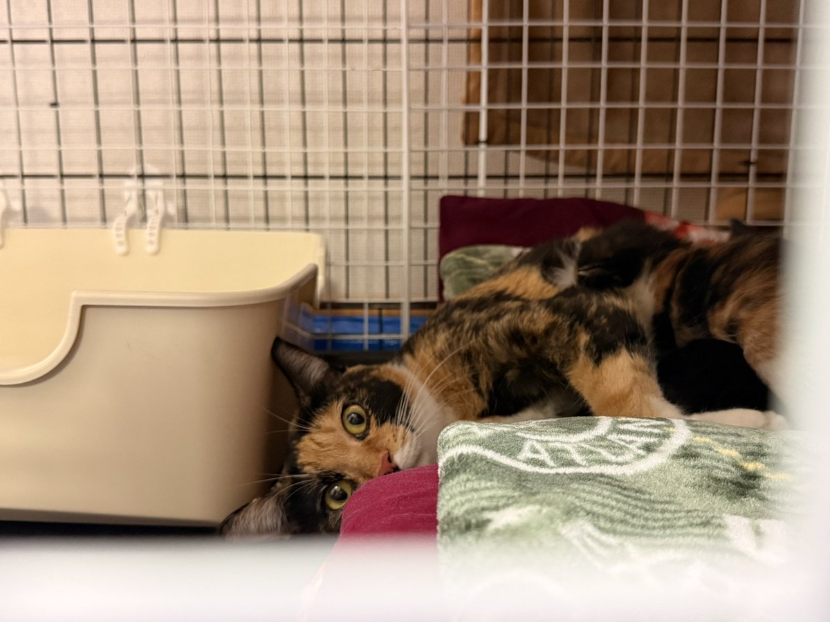 okhoneko's tweet photo. オホーツク管内で保護した母猫と子ねこ5匹🐾

親子で過ごせる環境を整え、北見へ移動しました。

今回が5回目くらいの出産だというお母さん。
子育てを終えたら不妊手術をして、家族を募集します。

子ねこたちは元気いっぱい！
親子6匹のこれからを見守ってください。

#保護猫
#オホーツクねこの会 https://t.co/h2t0p7T7OJ