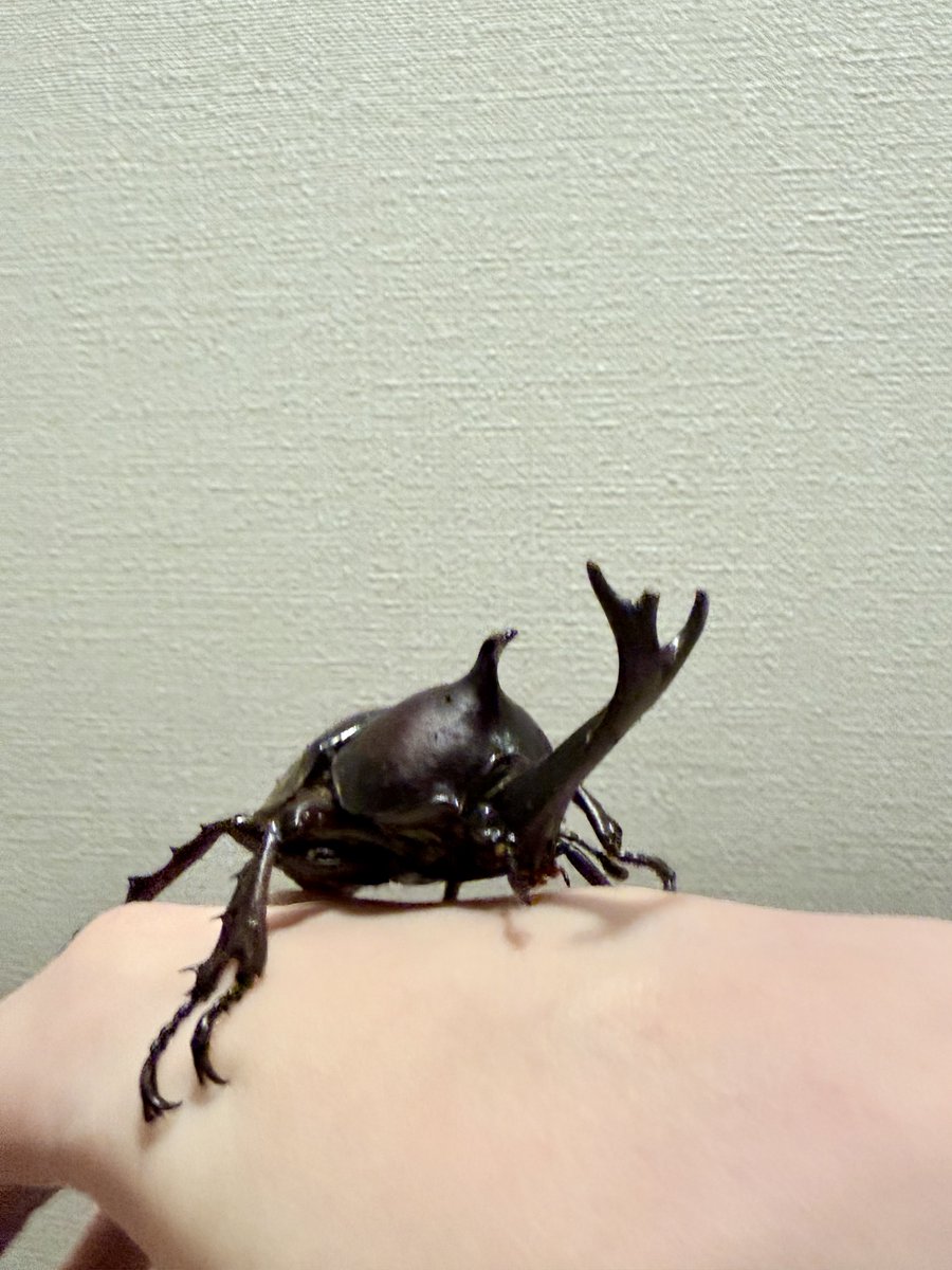 ShibuyaSub's tweet photo. 餌置き用のの木と虫カゴの間でスタックしてたから救出したら手からなかなか剥がれなくて困った https://t.co/NbotycVDu0