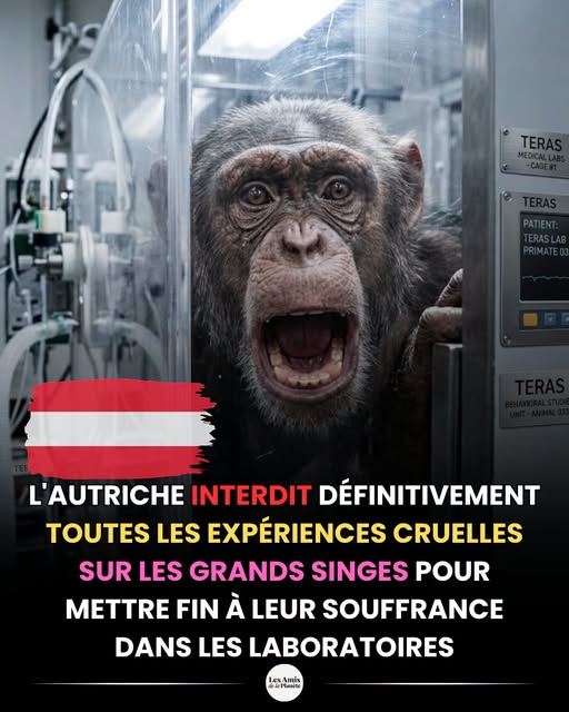 Loovenelle's tweet photo. L'Autriche a officiellement interdit toutes les expérimentations sur les grands singes afin de les protéger de la souffrance. Cette mesure, inscrite dans la loi sur les expériences animales, est entrée en vigueur le 1er janvier 2006. 
.../.. https://t.co/YWXgzPyOaB