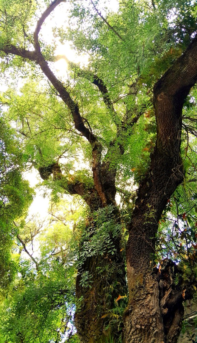 Kastanienzweig's tweet photo. Today's tree-watching! 🌿
#oldtree #NaturePoetry https://t.co/qqQwaS2y94
