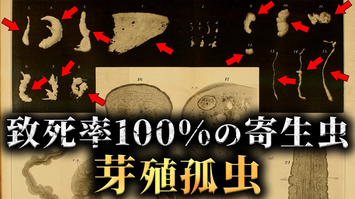 GokubutoD's tweet photo. 【未解明】致死率ほぼ100%の謎の寄生虫「芽殖孤虫」がヤバすぎた...。

https://t.co/uu0Lg3rmbJ https://t.co/pBxJ9cHImr