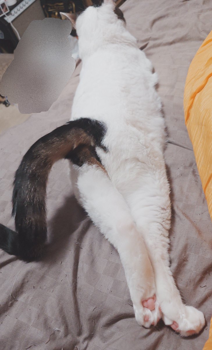 abeyayoi's tweet photo. セクシーな美脚見てください😸 https://t.co/psGhSIw9Z6
