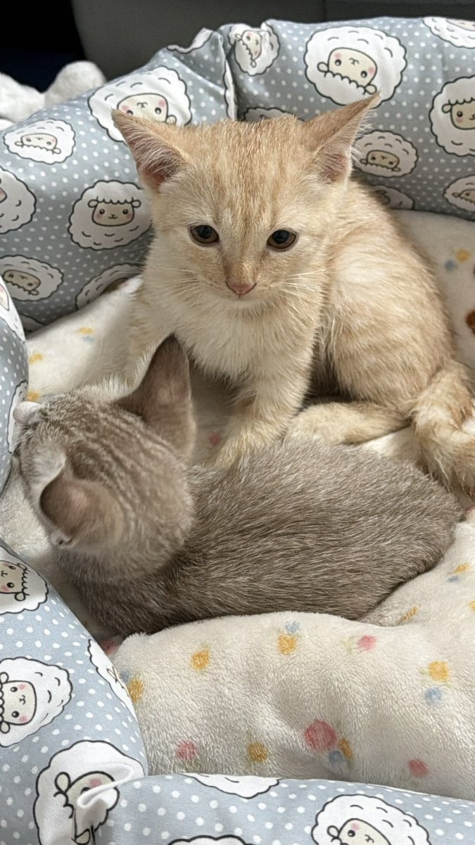 ktmatchaa's tweet photo. ติ๋มเอ้ยยยย https://t.co/v0Q7gdnOtv