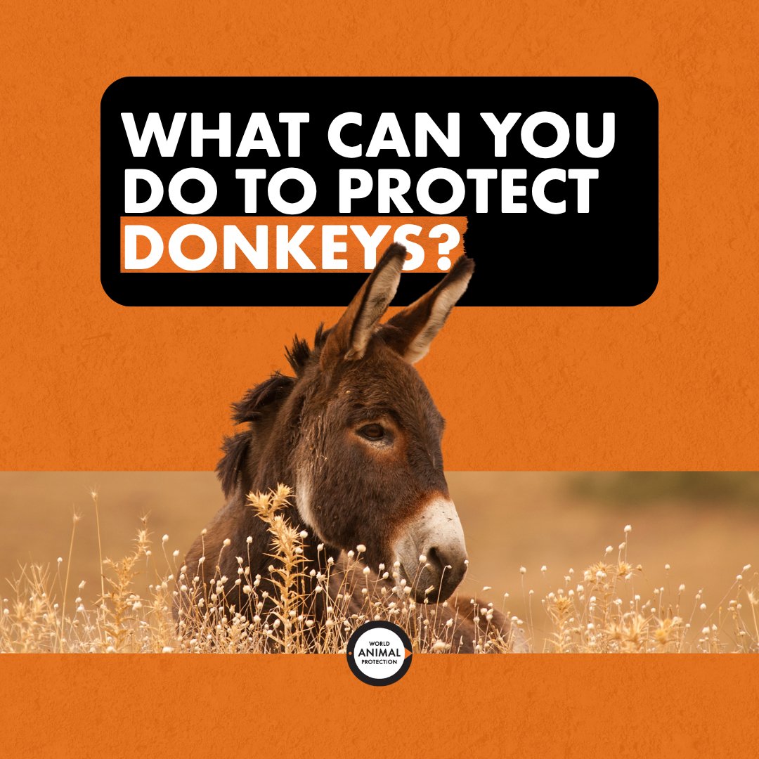 MoveTheWorld's tweet photo. Donkeys are at risk of extinction. https://t.co/FpYShehCUl