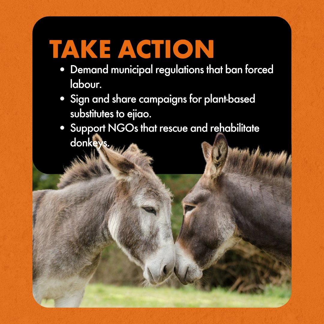 MoveTheWorld's tweet photo. The main reasons are their exploitation for heavy load work and the demand for skins used in traditional medicines. https://t.co/2lKvEyWTLr