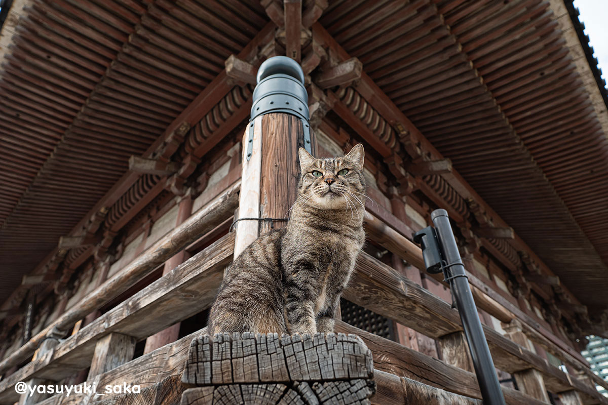 yasuyuki_saka's tweet photo. ねこ。 #猫 #ねこ #cat #猫写真 https://t.co/WFtma7NteJ