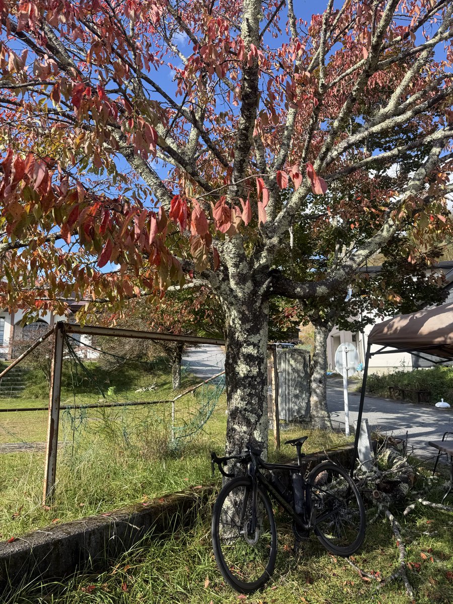 eminimura's tweet photo. 琴川DAMだがや。

ひと足先に秋が訪れていました🍂🍁

そして、クリスタルラインの荒川林道、開通してました㊗️ https://t.co/BCjM0fZbBs