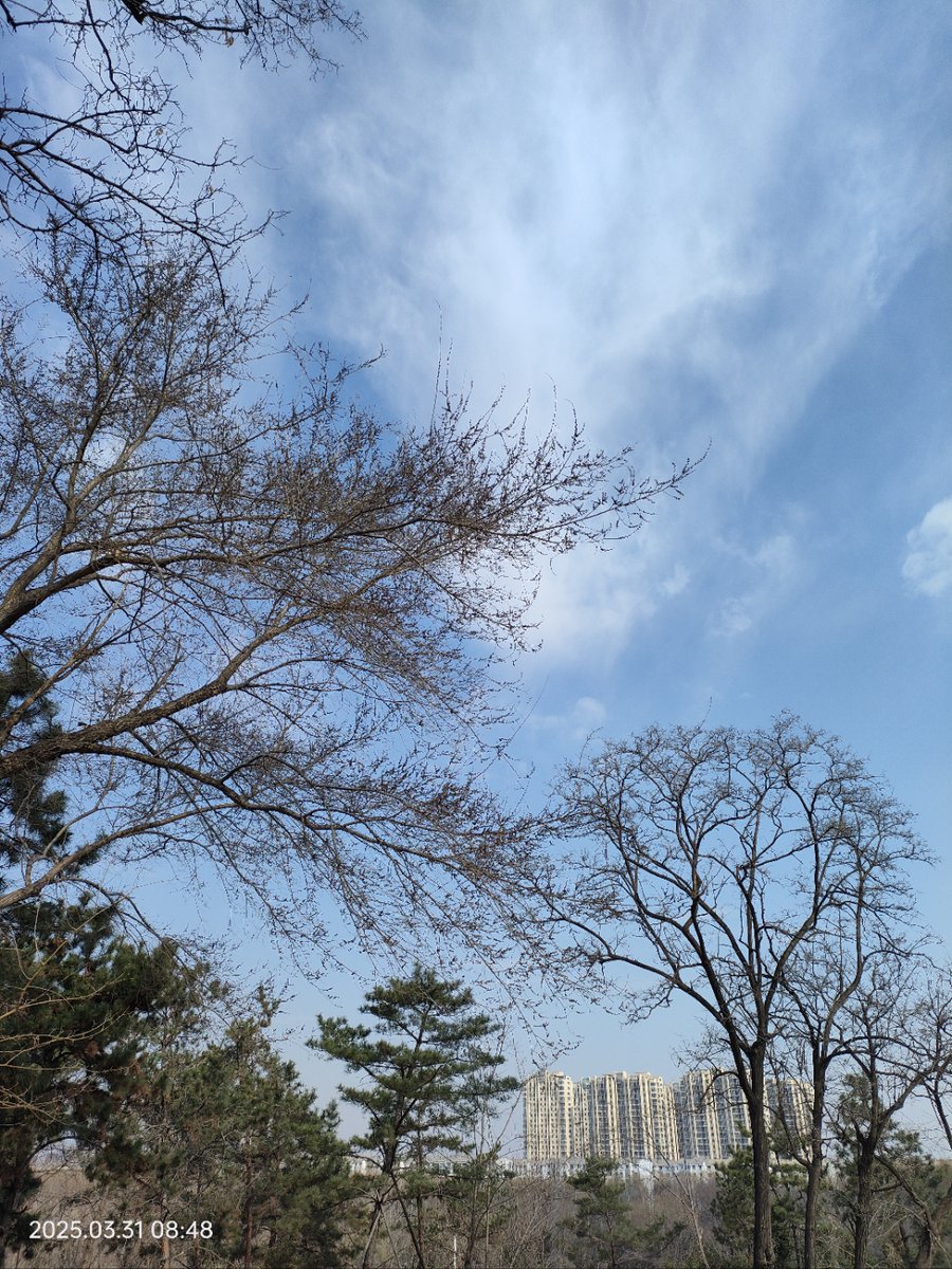 902bp's tweet photo. 今日、木の梢で透き通る太陽の光を見た。過去に後悔した出来事を少し思い出したけど、それでも未来を剿する勇気が湧いてくるんだ。 https://t.co/ABppTQGoqy