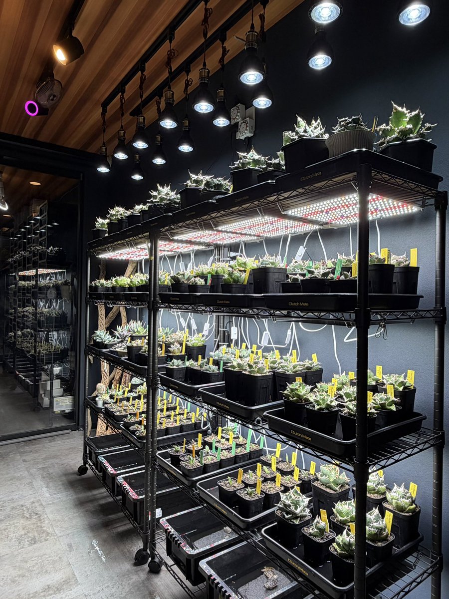 clutch_mate1222's tweet photo. plants spaceも無事完成。

アガベは基本子株の仕入れ販売はしない方針です。

子株販売は全て展示品のマザーから株分けした物です。成長後の顔を確認してご購入頂けます。

仕入れ販売は海外ベアルート、ハイブリ系を中心に販売して行きます。 https://t.co/2q4pOAYQXU