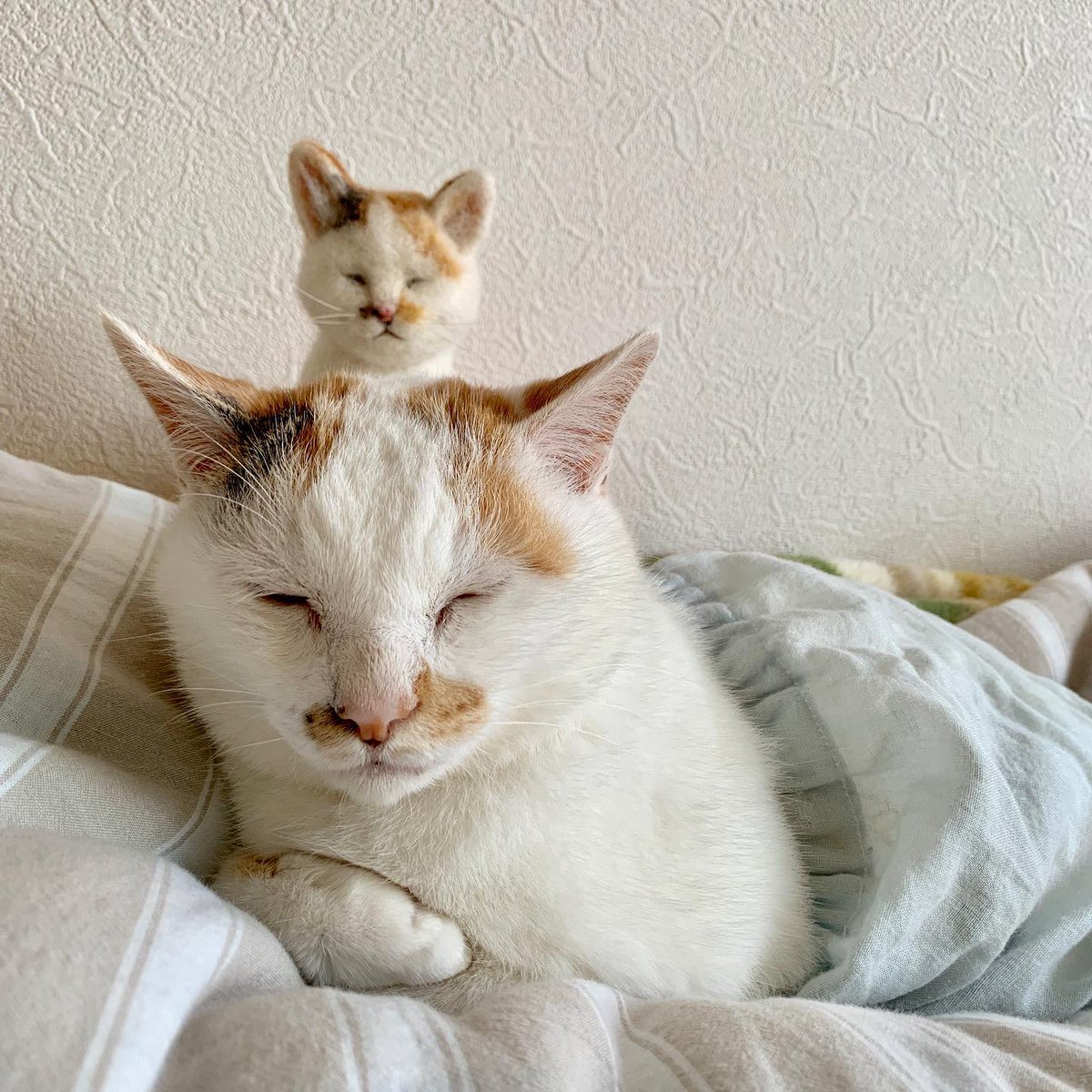 HarlandBohmsll's tweet photo. duplication is just the mind whispering to itself. 🐾 https://t.co/rP1iSvRP3F