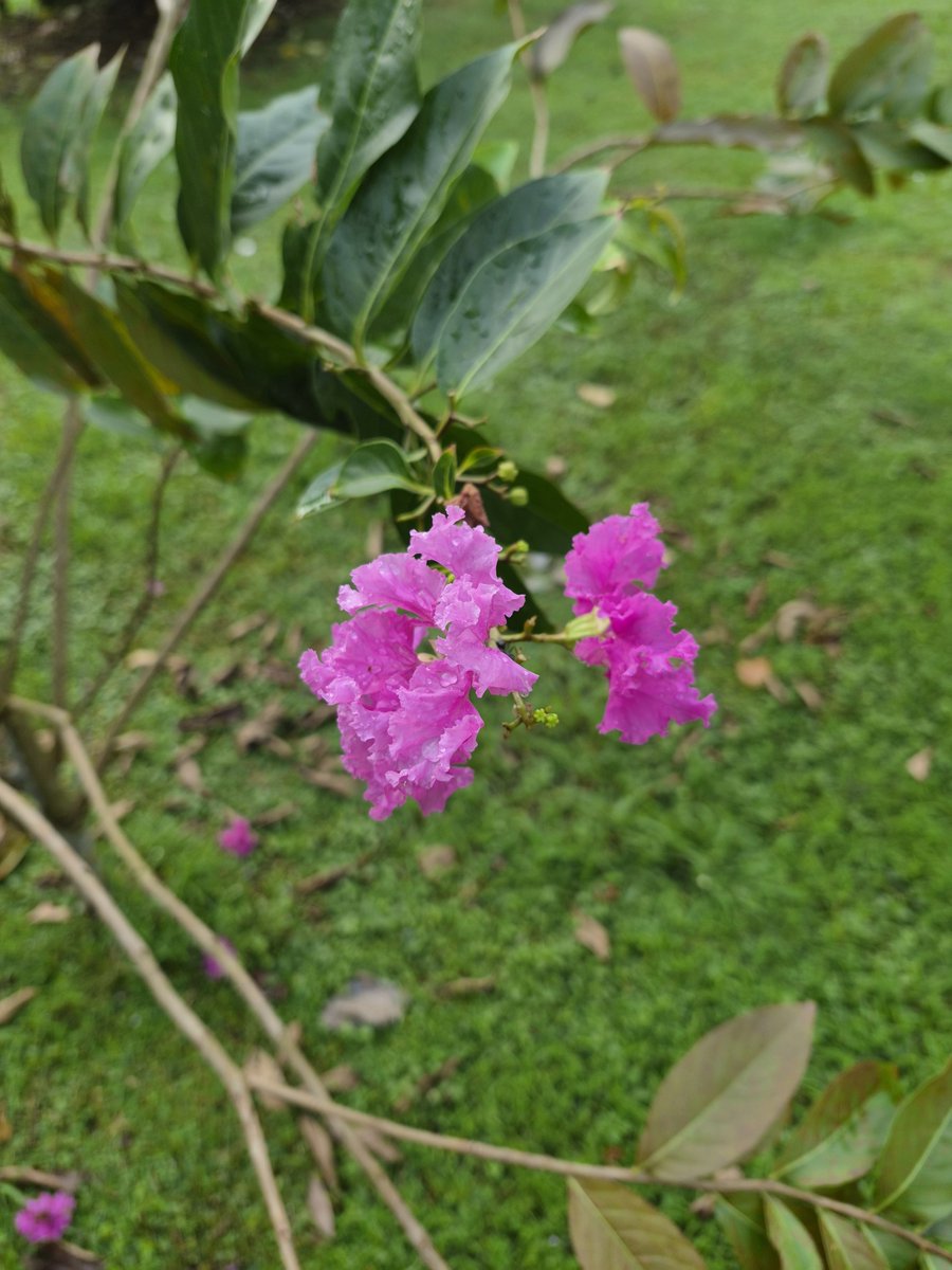Skmurari's tweet photo. #Crape_Myrtle is different from others.... https://t.co/uCkVFR1df9
