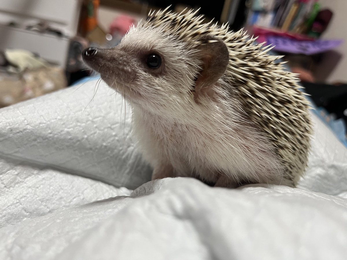 Rinne0508_'s tweet photo. 横顔だって可愛い🦔 https://t.co/BXFopO4sC7