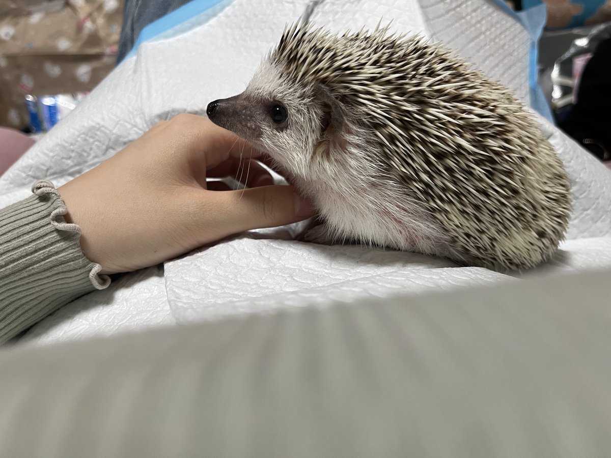 Rinne0508_'s tweet photo. 横顔だって可愛い🦔 https://t.co/BXFopO4sC7