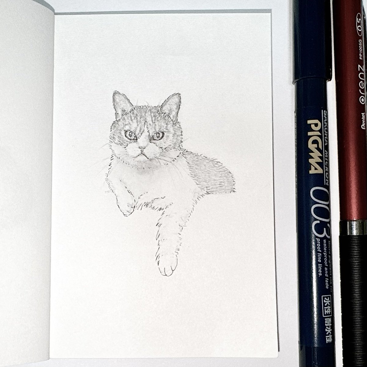 maogatocatneko's tweet photo. γ€γ³γ―γγΌγγΌ Day14π±
#inktober
#catart #catdrawing
#munchkincatober https://t.co/8Z7H41oHA1