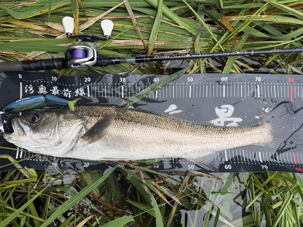 AT73s's tweet photo. K9ランカー♪

#湾奥最前線
#lunkerpool https://t.co/NYK4rYoL74