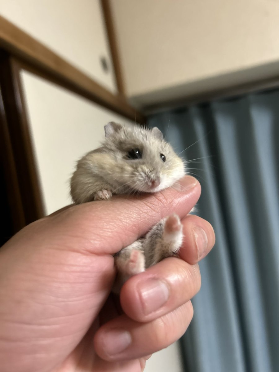 uddoonn's tweet photo. ﾓﾝﾁｬﾝは難しいことよくわかんないよねぇ https://t.co/j5pOHNnT97