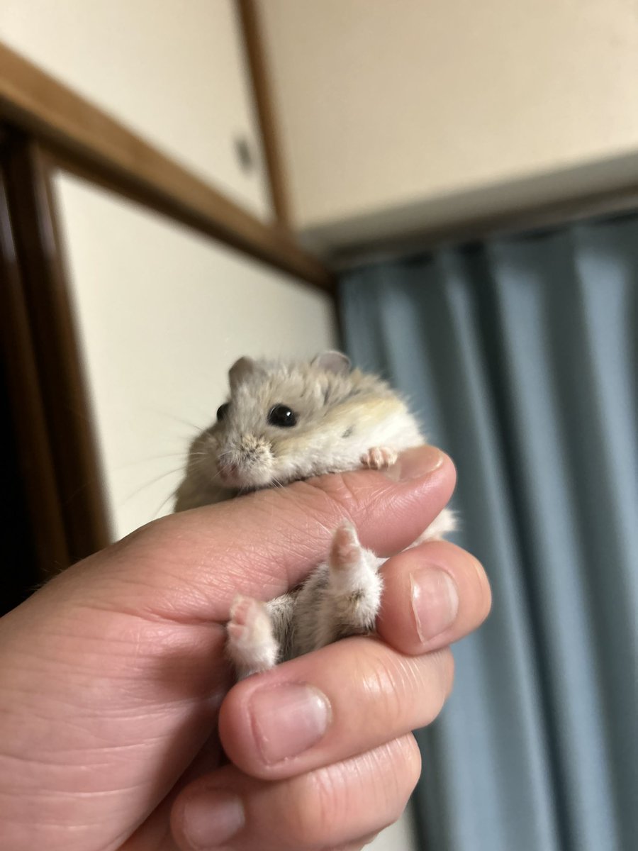 uddoonn's tweet photo. ﾓﾝﾁｬﾝは難しいことよくわかんないよねぇ https://t.co/j5pOHNnT97