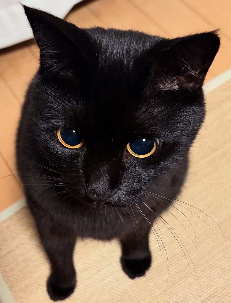 uni_kuroneko's tweet photo. ふんっ。

#黒猫 https://t.co/MDciPMPnhd