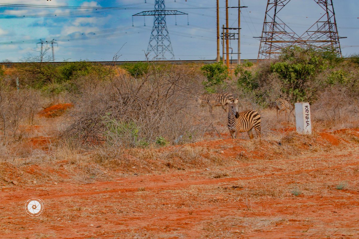 daevcreations_'s tweet photo. ๐ฟ๐ The beauty of Tsavo National Park! ๐ฐ๐ชโค๏ธ
Where nature tells its own story, wildlife roams freely, and every view is a masterpiece. ๐
๐ฆโจ
#TsavoNationalPark #KenyaWildlife #ExploreKenya #NaturePhotography #MagicalKenya https://t.co/YUKiwVk3tO