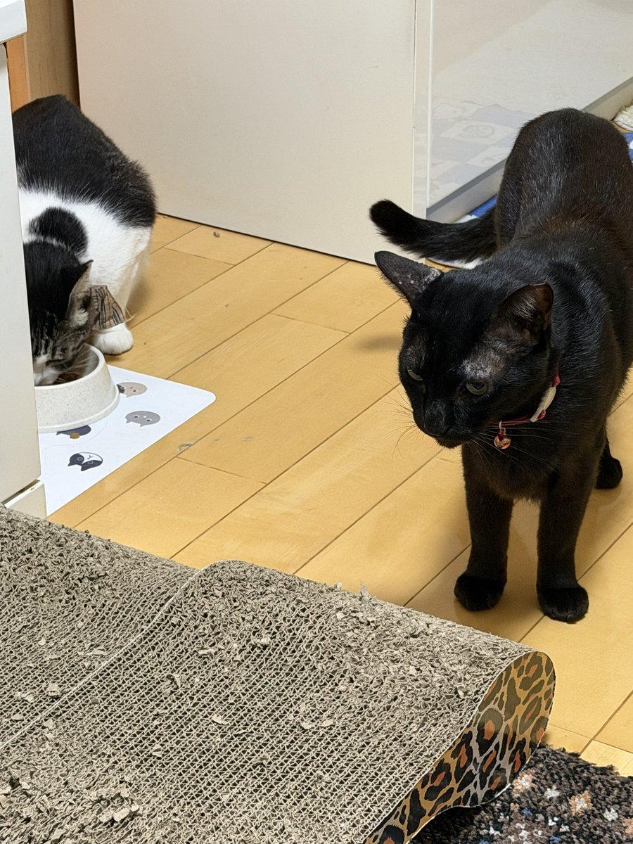 Hisae331207's tweet photo. 17時迄工事だったのでやっとゆっくり過ごせるふたり
まったりするﾆｬｰ

#保護猫 #黒猫 #猫のいる幸せ 
#猫好きさんと繫がりたい https://t.co/fN9JjOZVmO