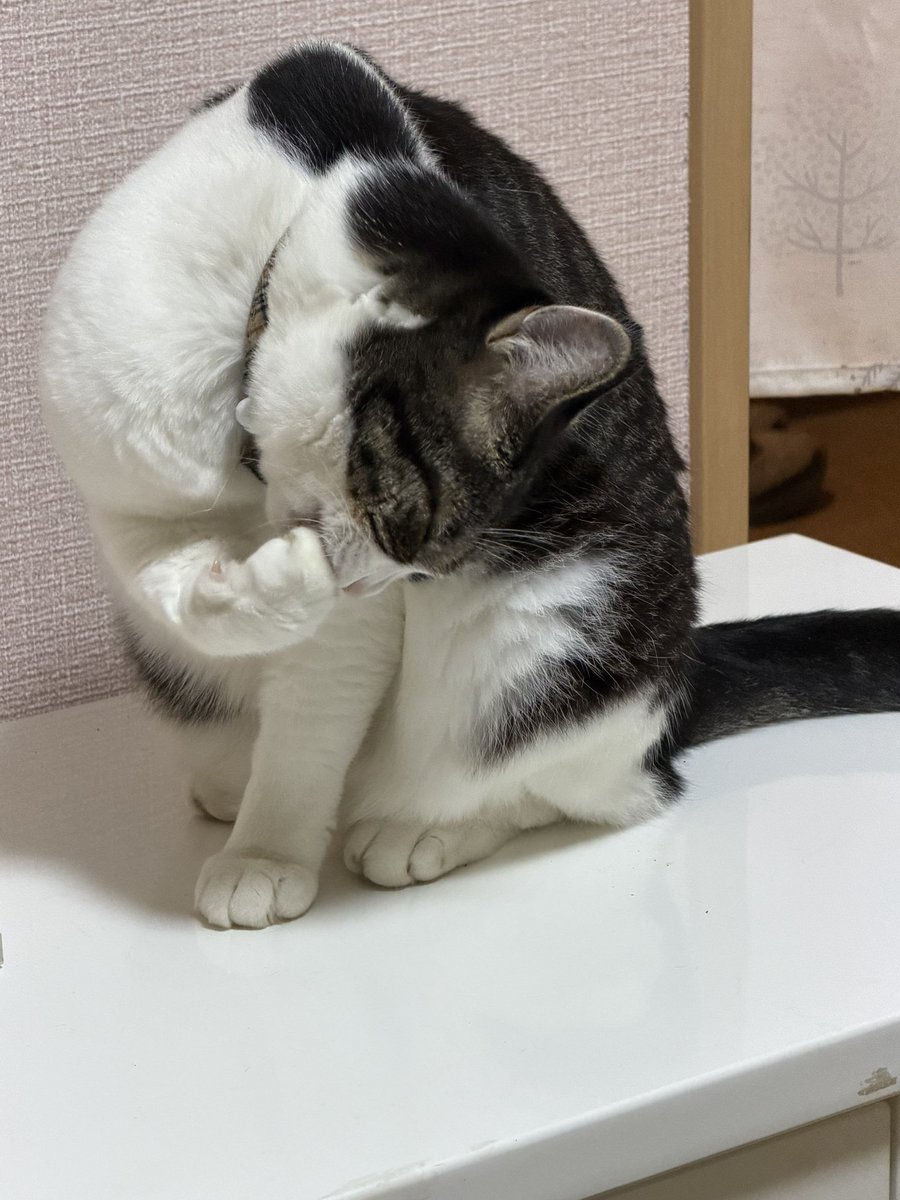 Hisae331207's tweet photo. 17時迄工事だったのでやっとゆっくり過ごせるふたり
まったりするﾆｬｰ

#保護猫 #黒猫 #猫のいる幸せ 
#猫好きさんと繫がりたい https://t.co/fN9JjOZVmO