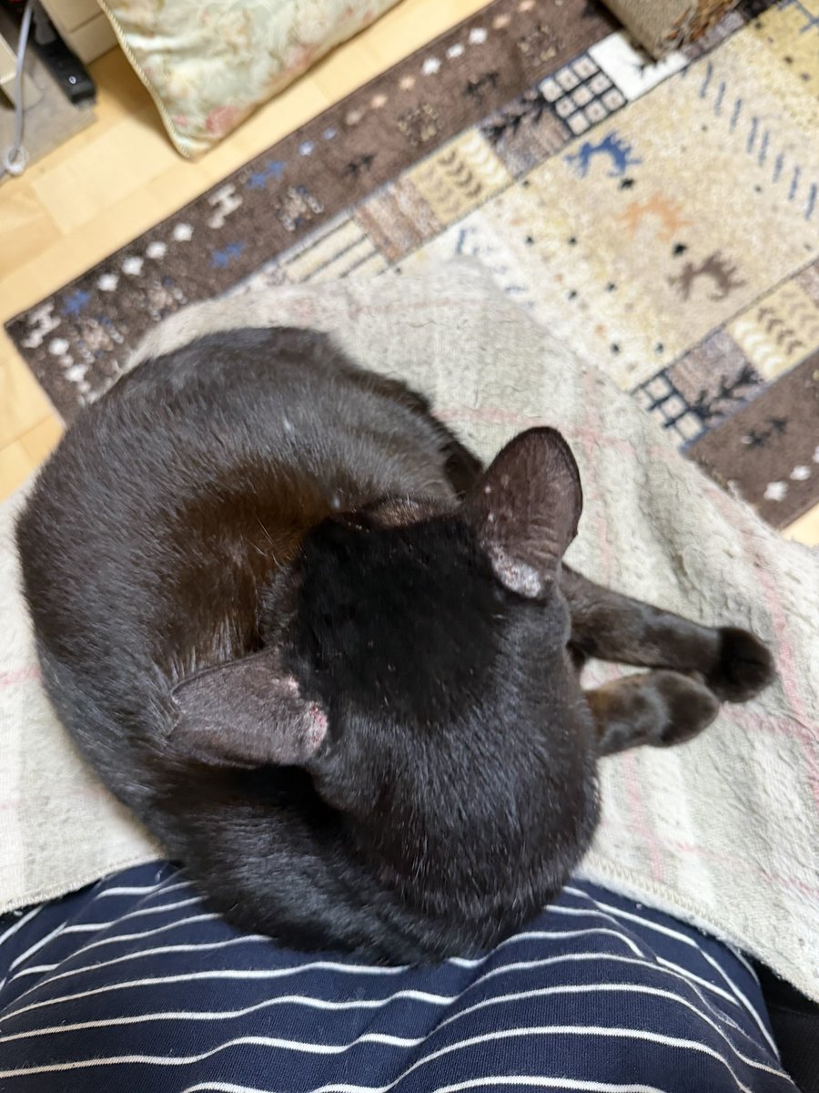 Hisae331207's tweet photo. 17時迄工事だったのでやっとゆっくり過ごせるふたり
まったりするﾆｬｰ

#保護猫 #黒猫 #猫のいる幸せ 
#猫好きさんと繫がりたい https://t.co/fN9JjOZVmO