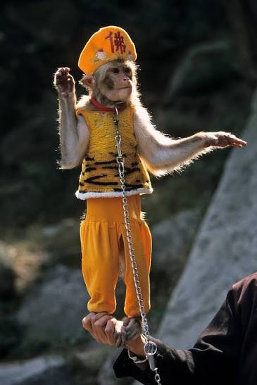 DingoPlaya's tweet photo. @sikorskiradek @elonmusk Europeans are performing monkeys. You may think you are kings, but in reality you are slaves of the USA. The Hatians broke of slavery but you are relish your bondage because you were castrated long ago. https://t.co/VilEL2hPSb