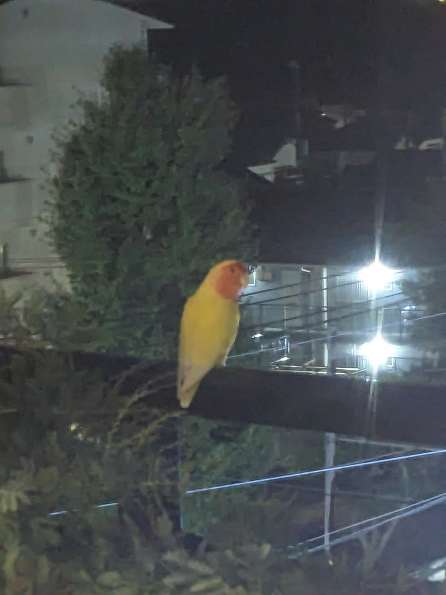 maotabi's tweet photo. インコ？がベランダに来ました。
探してるひといるかなー？
藤沢の南側です。 https://t.co/csLh55TyHt