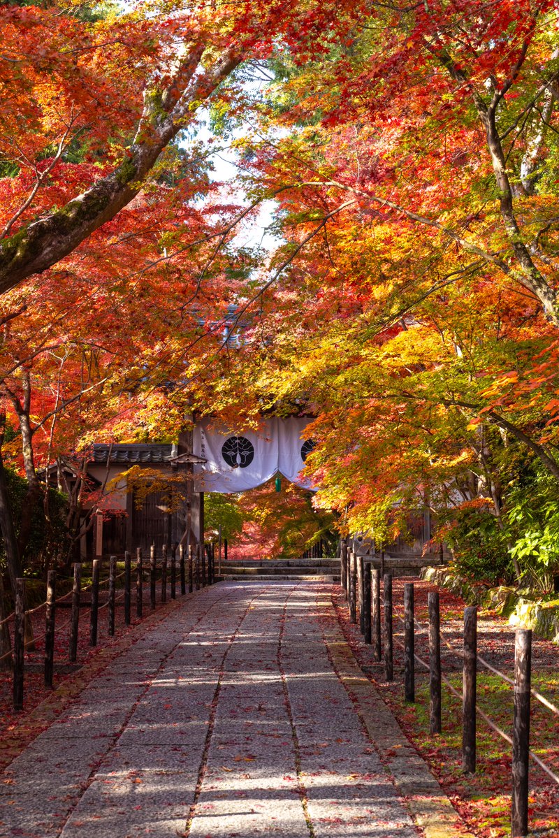 asagi_photo0921's tweet photo. カラフルに染まる晩秋の京都。 https://t.co/0TLElTexPZ